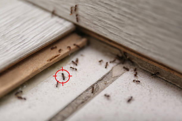  Wamego, KS Pest Control Pros