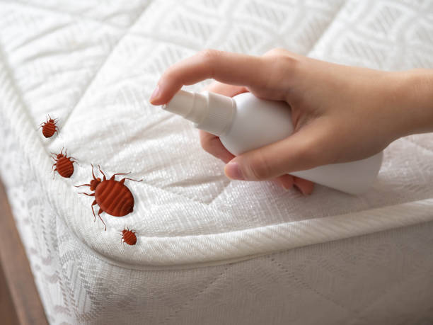Insect Control in Wamego, KS