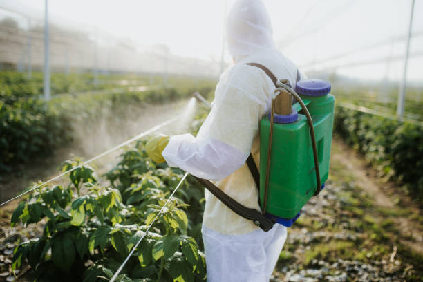 Best Ant Control Services  in Wamego, KS